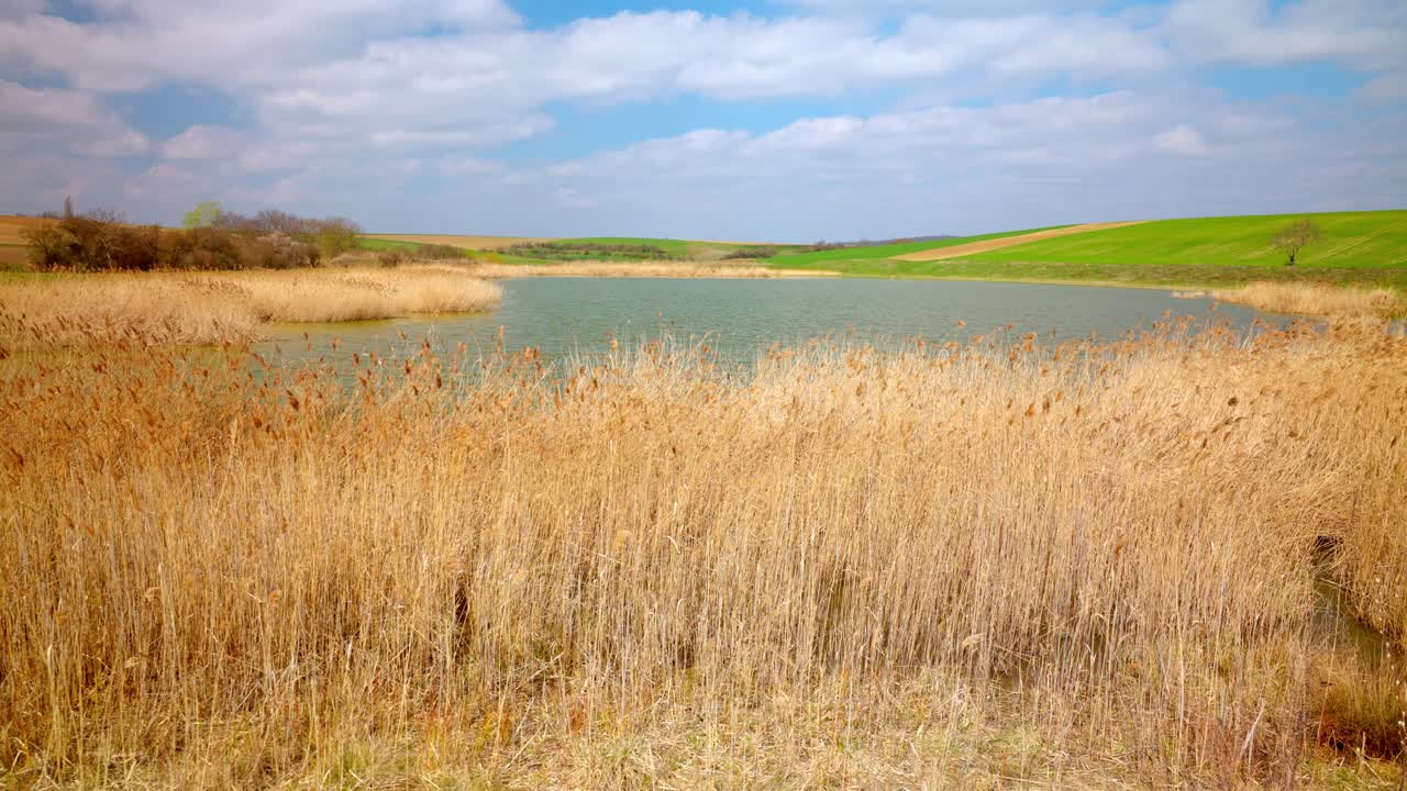 Reeds In The Foreground On Lake Coast - Drone Shot