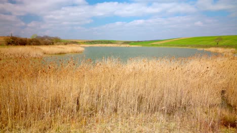 Reeds-In-The-Foreground-On-Lake-Coast---Drone-Shot