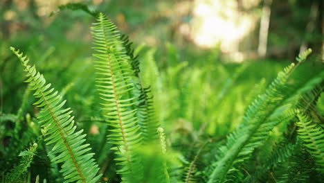 green leaves of fern plants in forest