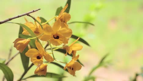 Gelbe-Schöne-Orchidee-Mit-Verschwommenem-Hintergrund-Im-Botanischen-Garten-Von-Bauru---Kippschuss