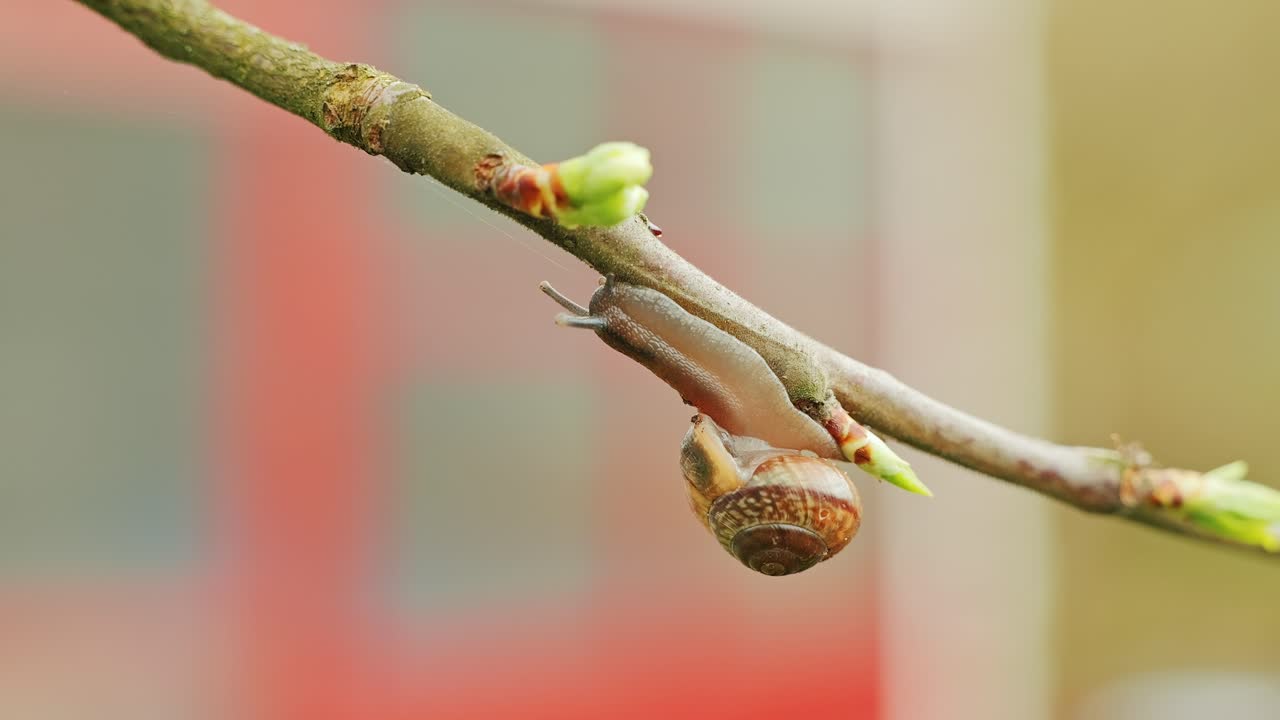Close up of snail moving on budding twig, fragile connection of life and growth