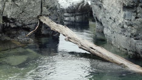 Großer-Umgestürzter-Baum-Im-Rocky-Canyon-River