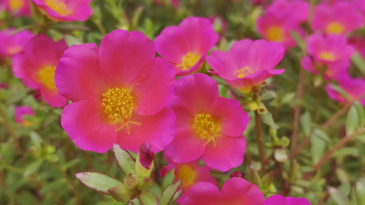closeup of Portulaca grandiflora, Moss Rose or Sun Rose. The focal point is a cluster of striking, deep pink blossoms, each boasting a golden-yellow heart filled with intricate stamens