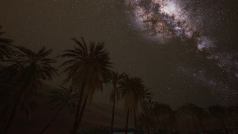 starry night sky against with coconut palm trees