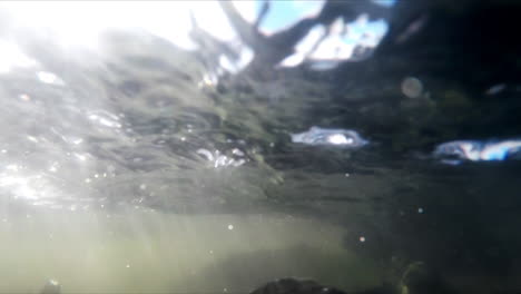 trucha y salmón bajo el agua
