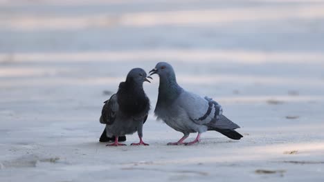 two pigeons displaying courtship behavior outdoors.