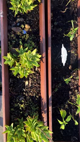 succulents and other plants in wooden planter boxes