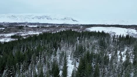 drone ascending in winter forest with coniferous trees and snow mountains in south iceland