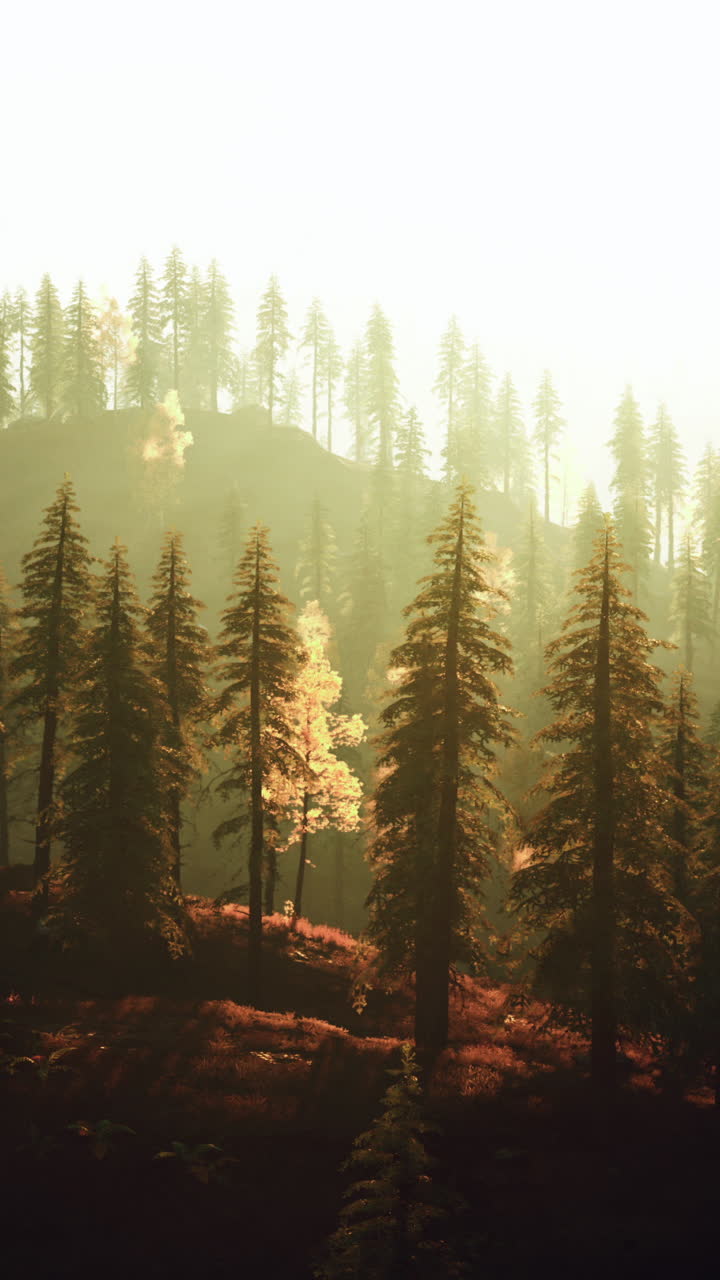 해가 뜨면 안개 숲