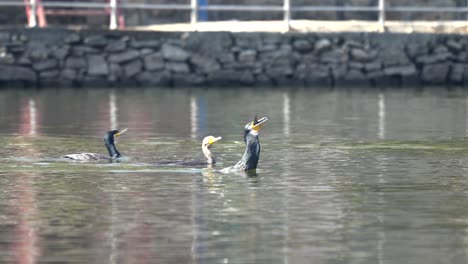 a cormorant with a fishtail sticking out of its beak swimming away from two other cormorants