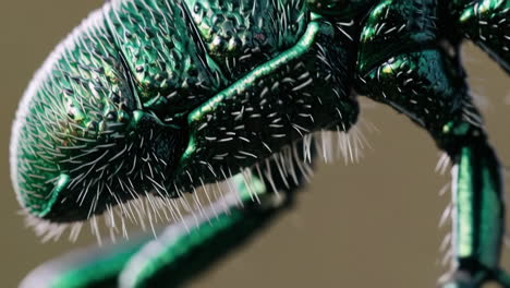 macro view of an iridescent green insect