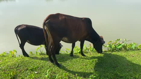 an asian countryside shows two black cows grazing leisurely on a verdant green pasture while a tranquil pond adds to the picturesque landscape