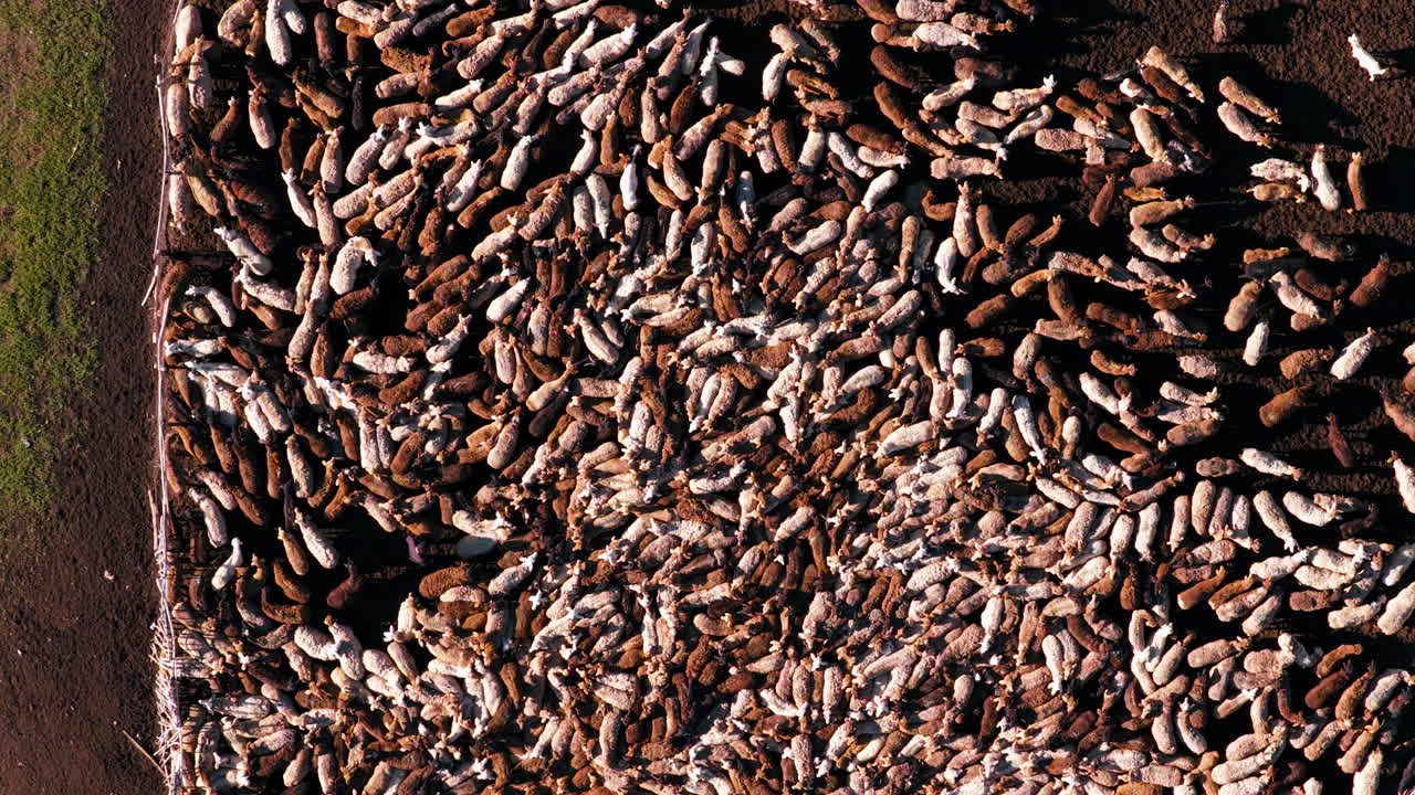 Große Schafherde im ländlichen Kirgisistan – Luftaufnahme von oben
