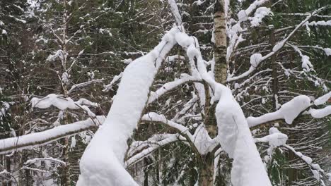 descending flight along trunk of birch tree with densely snowbound spreading branches