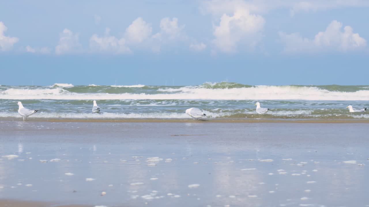 파도 가 있는 해변 에 있는 갈매기 들