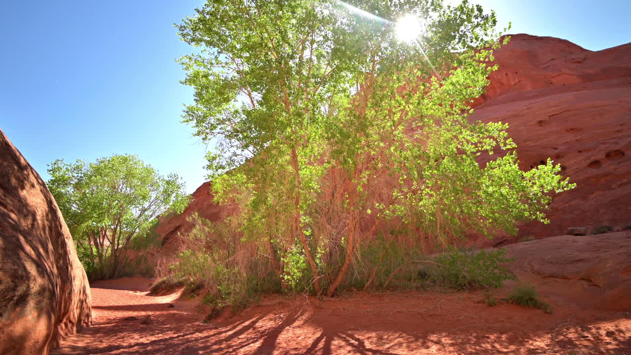 sol brillando a través del árbol de chopo, cañón de leprechaun en utah - tiro estático amplio
