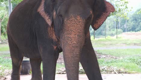 Aufgeregter-Thailändischer-Elefant-Scheint-Im-Elefantencamp-In-Thailand-Gestresst-Zu-Sein