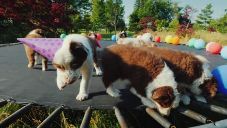 Party-Of-Little-Funny-Puppies-Group-Of-Pets-With-Balls-And-Caps