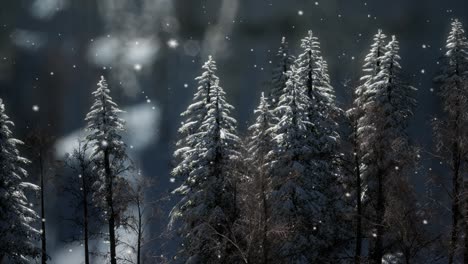 misty fog in pine forest on mountain slopes