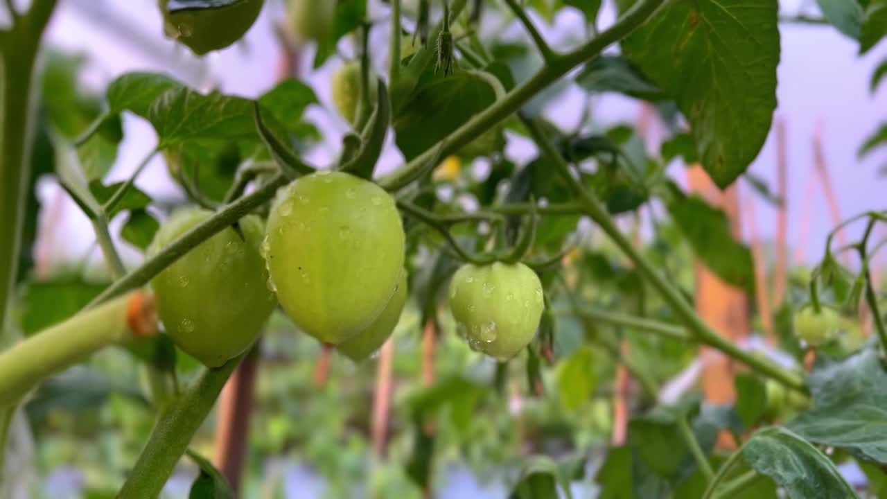 tomate verde fresco en la planta en la plantación
