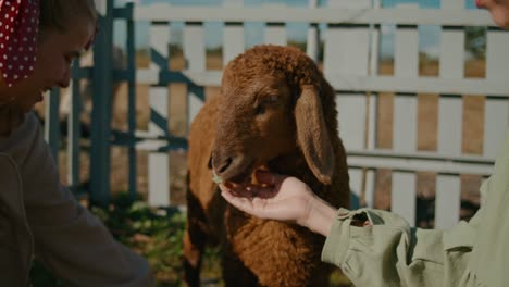 friendly farm lamb