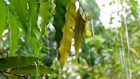 fuerte aguacero con gotitas de agua salpicando hojas verdes en el jardín, bosque, selva, cierre de hojas y gotas de lluvia en la hermosa luz del sol