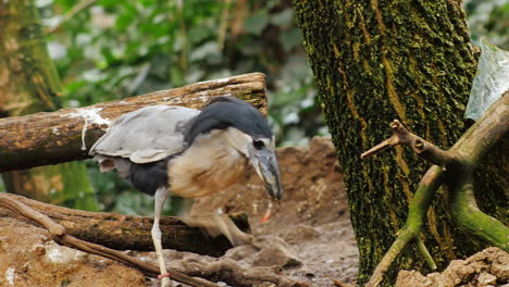 Boat-Billed-Heron-Sitting-In-The-Branches-Of-A-Tree-2