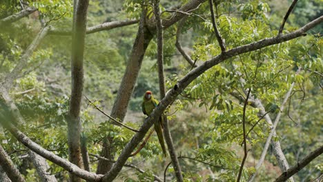 Cinematic-wide-shot-of-perched-Great-Green-Macaw-on-wooden-branch-in-wilderness