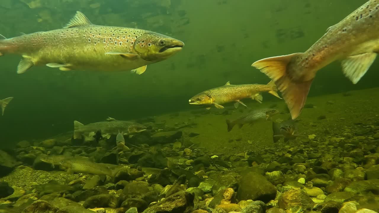 Wild Atlantic Salmon swimming in Dale River, Norway, underwater camera view.