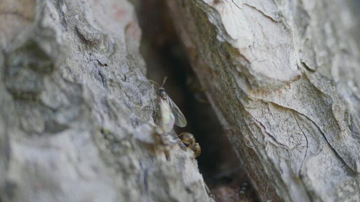 Ants on Tree Bark