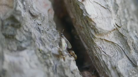 hormigas en la corteza de los árboles