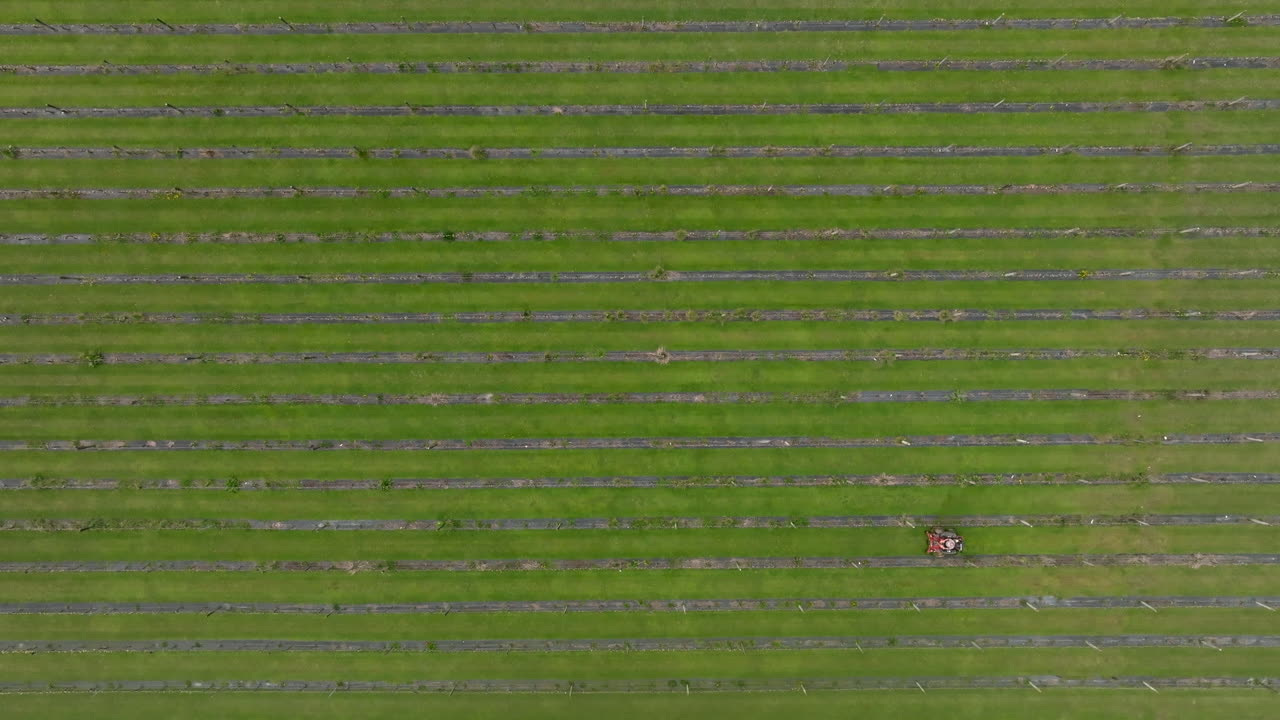 tomada de un dron de arriba hacia abajo de un hombre en una cortadora de césped en un viñedo moviéndose a través del cuadro, nueva zelanda