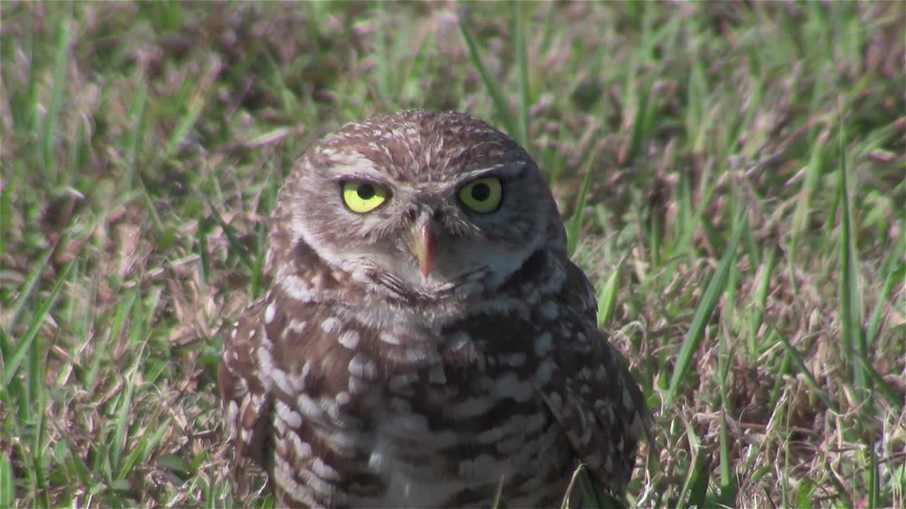 굴을 파는 올빼미가 주위를 둘러본다