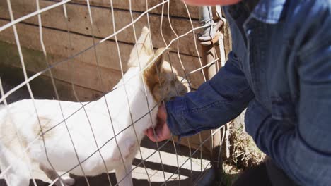 Perro-En-Un-Refugio-Con-Voluntario