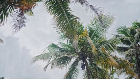Eine-Aufnahme-Eines-Kokosnusshains,-Der-Von-Unten-In-Den-Himmel-Blickt,-Der-Bald-Regnen-Wird,-Kokosnüsse-Können-Auch-Gefunden-Werden