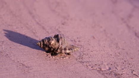 hermit crab moving slowly on sandy beach