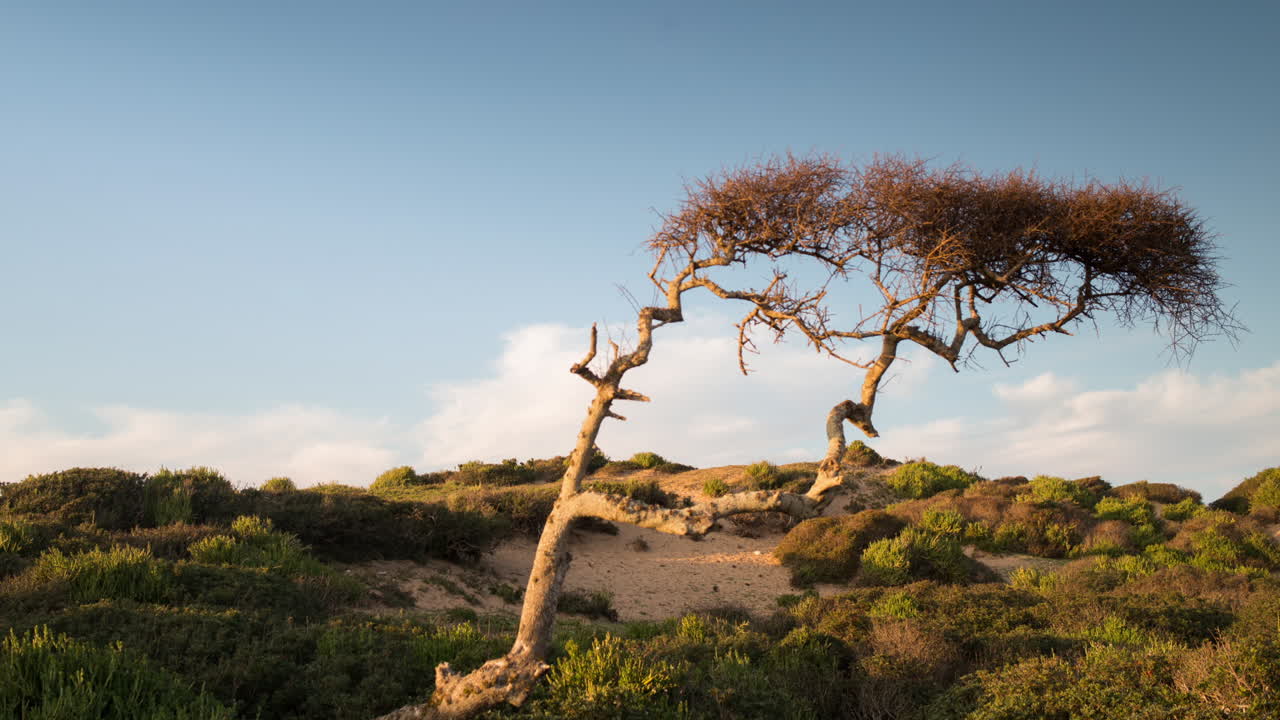 árbol de playa capaz 03