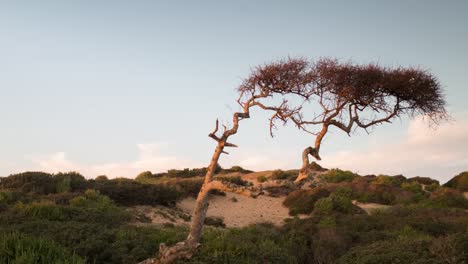 árbol de playa capaz 03