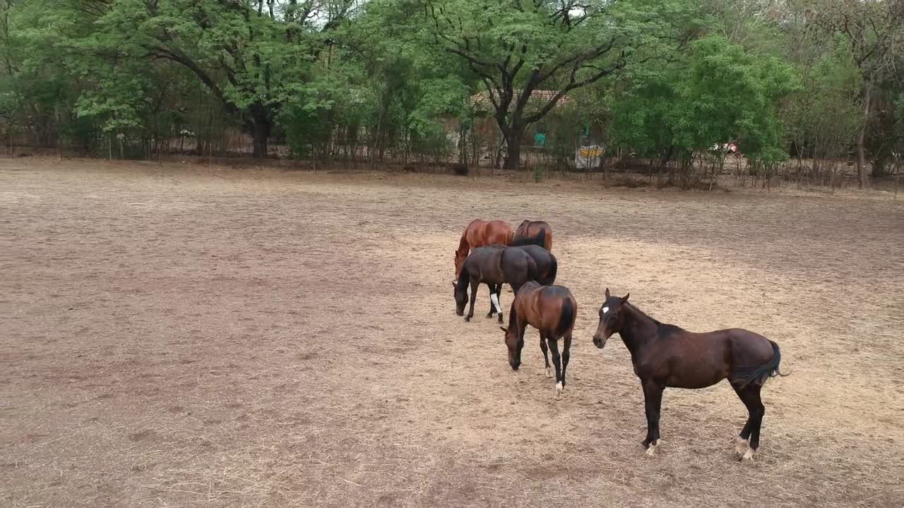 caballos | carreras de caballos | caballos de carrera | criadero de sementales en la india