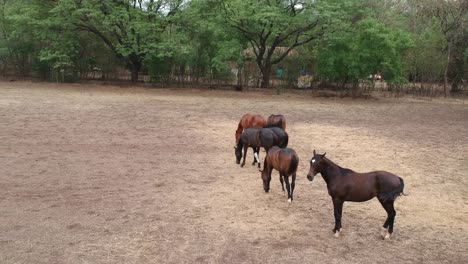 Caballos-|-Carreras-De-Caballos-|-Caballos-De-Carrera-|-Criadero-De-Sementales-En-La-India