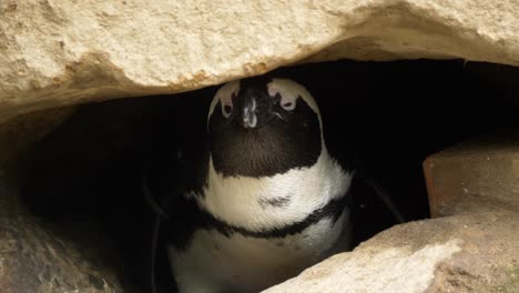 Schläfriger-Jackass-Pinguin,-Der-Durch-Die-Felsen-Guckt---Nahaufnahme