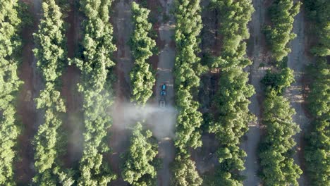 aerial top down of a blue tractor spraying pesticides on waru waru avocado plantations in a farm field on a sunny day