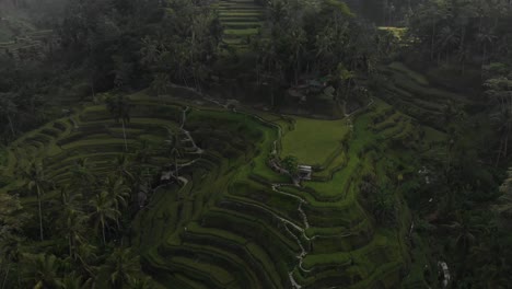 tegalalang rice terraces in bali indonesia