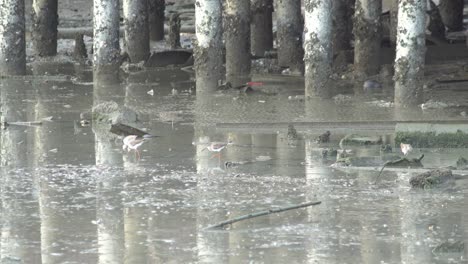 water bird search food near the coastal mud