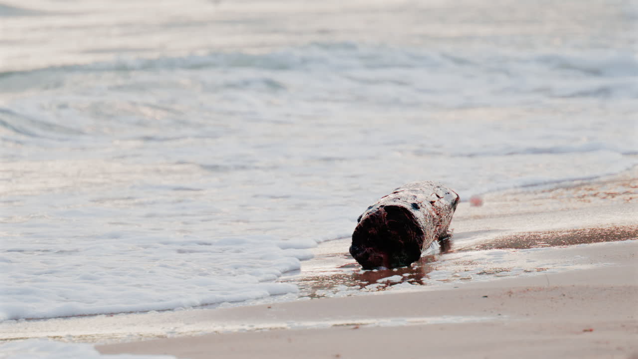 A weathered piece of driftwood gently washed by sea waves on a sandy beach in Golfe Juan, France