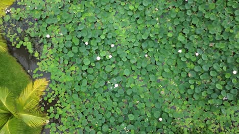 Beautiful-green-lily-pad-lilies-in-serene-urban-pond-park,-drone-rises-top-down-bird's-eye-view