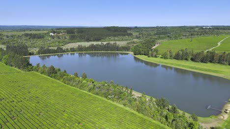 Vista-Aérea-De-Una-Plantación-De-Té-Con-Un-Hermoso-Lago-Rodeado-De-árboles-En-Misiones,-Argentina.