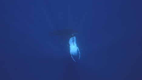 Slow-motion-shot-of-humpback-whales-coming-up-to-the-surface-from-the-deep-blue-in-the-clear-tropical-waters-of-French-Polynesia,-Tahiti