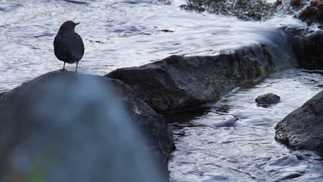 silhouette of american dipper bird dipping on wet river rocks