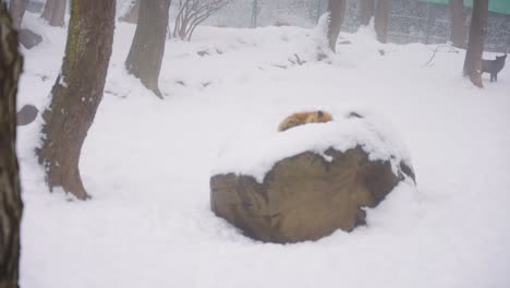 Red-Fox-Sleeping-on-Boulder-in-the-Snow,-Focus-Reveal-Shot